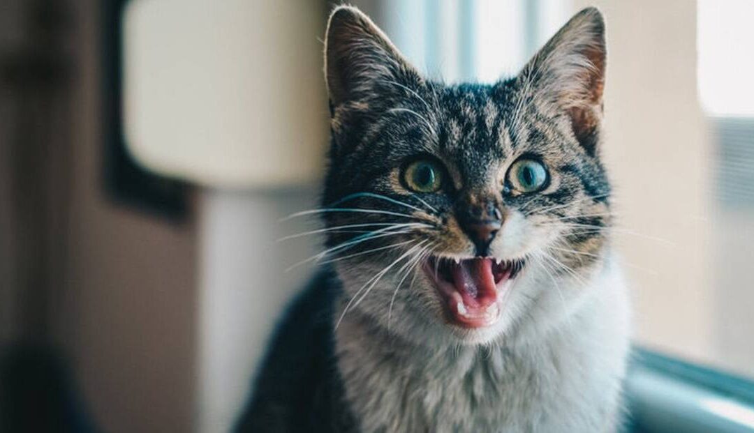 Esta es la terrible realidad detrás de los apretujones a los gatos