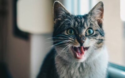 Esta es la terrible realidad detrás de los apretujones a los gatos