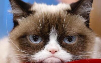 Gatos, los reyes de las redes sociales