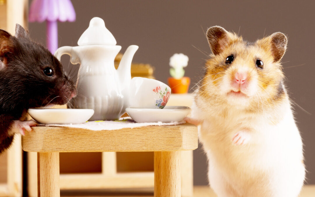 ¿Un hámster como mascota? Estos consejos le servirán para cuidarlo